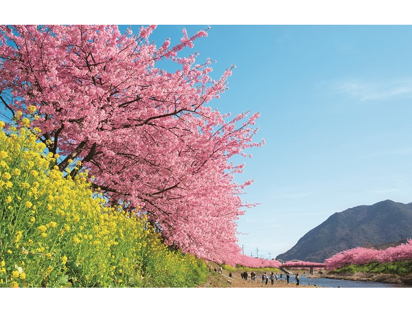 【まとめ】一足早く春の訪れを感じよう！河津桜を満喫できる