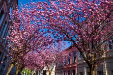今年のお花見は海外で!? 世界中にある世界の桜の名所5選！