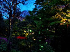 5月中旬に東京の真ん中で蛍が飛翔予定〜ホテル椿山荘東京で季節の食事と蛍観賞を楽しむ