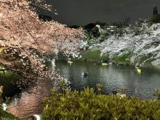 千鳥ヶ淵緑道を散策、ライトアップされた夜桜も鑑賞！千代田区「春のプチトリップツアー」【まとめ記事】