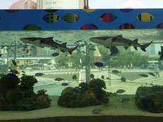 銀座ソニービル恒例の夏のイベント「48th Sony Aquarium」開催
