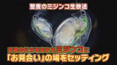 あのニコ生ミジンコお見合い企画第二弾！絶滅の危機を救うべく、聖なる夜に交配なるか！？