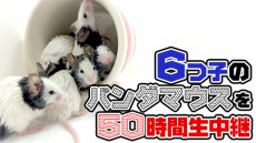 「今月のいきもの」は6つ子のパンダマウス