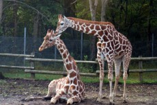 那須どうぶつ王国が「けものフレンズ」と今年もコラボレーション