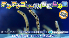 11月11日は「チンアナゴの日」！すみだ水族館、京都水族館から「チンアナゴ」を101時間生中継