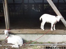 除草もエコで！「ソフトバンク鳥取米子ソーラーパーク」でヤギによる除草試験を実施