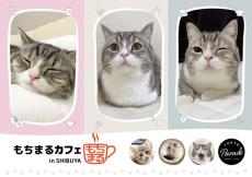 世界で最も視聴されている猫 「もちまる」とのコラボカフェ！「もちまるカフェ in SHIBUYA」