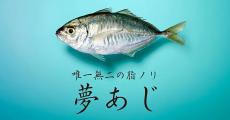 新ブランド「夢あじ」が鮮魚店に登場　「カイワリ×金アジ」から生まれた魚の特徴は？