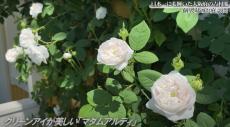 園芸コンテストで日本一に輝いた“絵本から飛び出したようなお庭”が必見の価値　取り入れたいアイデアの数々に称賛の声