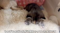 橋本環奈級の美少女子猫が「はわわわわ～ってなるかわいさ！」「これはもう神様の贈り物」　保護2日目、全人類メロメロの甘えぶりが尊い