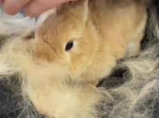 犬や猫の換毛期もすごいけど、ウサギだってなかなかの……　「え？こんなに？」「ふわふわの毛が！！！！！」まるで絨毯のような抜け毛に驚きの声