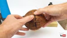 “670日前”のココナッツを割ってみると……　新鮮なココナッツからは“想像できない中身”にネット興味しんしん「珍味かも」「禁断の知識を得た気分になる」【海外】