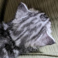 保護子猫の“正真正銘の二頭身”に「ほんまや…」「へ!?かわいすぎ」　体重300グラムの手のひら極小サイズに反響