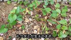 しつこい雑草“ドクダミ”対策に、あの土を使ったら……　効果歴然のビフォーアフターが130万再生「そんな弱点があったとは」「感動する」