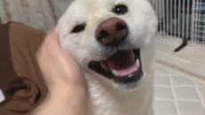 なでると笑顔満開の柴犬→なで終えて0秒後……　別犬のような表情の変化に「思った100倍ｽﾝｯ」「突然の真顔www」