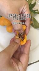 食べたビワの種を取り出して植えると、10カ月後……　育てるコツと「こんなに大きくなりました」結果が面白い