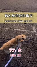 「天才やん」「すごぉ」　左右を聞き分ける“賢すぎなトイプードル”の散歩風景が10万再生の反響