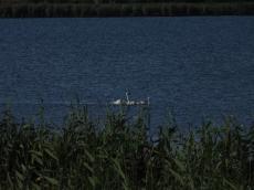 野鳥観察に出かけた日、熱中症で倒れ込んだら……　ふと見上げた“空の光景”に驚きの声「ロックオンされた？」「すごい体験」