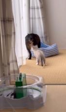 子猫「これ、なんだろう？」→“まさかの場所”をタッチされた兄猫は……　絶妙リアクションに「笑った」「何度も見ちゃうw」と300万再生