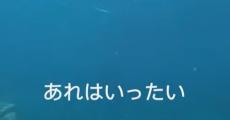 海で素潜り中“人食いザメ”が眼前に迫り大パニック　死を覚悟する恐怖の瞬間に「これは震える」「しゃれにならん」