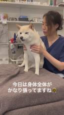 先生が大好きすぎる柴犬、治療前はビビっていたが……　ゴッドハンドを受けての“脱力犬の完成”に笑ってしまう