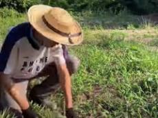 便利屋さんに、畑の草刈りをお願いしたら……　丁寧すぎる仕事に絶賛「我が家にもきてもらいたい」「すごいよ」