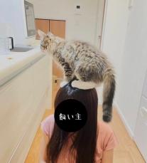 「あんたセンスいいよ！」　iPhoneが勝手に付けた“飼い主と猫”の写真タイトルは……？　“全人類納得の命名”に280万回表示　「わかってる」