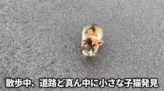 格闘ゲーマーが瀕死の子猫を道路で発見　「いや飼えねえのよ」→猫愛ダダ漏れの姿に「爆笑したしその後泣いた」