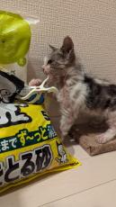 皮膚病でボロボロの子猫を保護→壮絶な治療乗り越え……　1週間ごとの記録と“結末”に「大変だったと思います」「愛と努力の勝利」