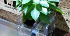 メダカの水槽に観葉植物をセットしたら……　驚きの育て方が270万再生「にゃにぃーーー!?最高」「やってみたい！」