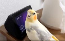 インコ、突然起動したアレクサに戸惑いつつも話しかけ始めて……　会話する姿が「知的なお友達が出来ましたね」と話題に