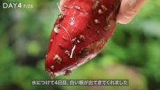 スーパーで買ったサツマイモを、湯呑みに植えて育てたら……　ド肝を抜く“盆栽”の完成形に「かっこいい!!」「自由すぎる…」