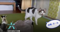 「うちの猫は本当に言葉を理解して会話をしている」　飼い主が豪語する“すごい猫”のおしゃべりに「これは賢い」「まるで人間