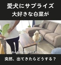 突然、大好きな白菜が目の前に出てきたらワンコは……　累計850万再生のかわいすぎるリアクションに反響、飼い主に話を聞いた