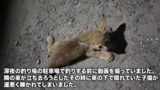 釣り場で車にひかれた子猫を目撃、そばには別の野良猫も……　命の大切さを訴える投稿者に「助けてくれてありがとう」「猫ちゃん幸せに暮らしてね」