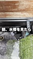 朝、カメの水槽をのぞくと“とんでもない事態”が……　真夏のおそろしさを物語る光景に「大変！」「命が……」