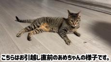 保護猫、引越し初日の姿に飼い主「こんな反応になるとは思いませんでした笑」　視聴者からは「すごいねー！」の声