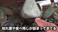 室内に作った魚が泳ぐ“1メートルの川”が氾濫寸前！？→エビを放してみると……　頼もしい結果に「これは凄い」「おもろいなー」