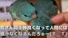 インコの兄妹をお迎え→「2羽だと人に懐かない」と覚悟していたが……　真逆の展開に「至福の時ですね」「パラダイスがここにっ！」