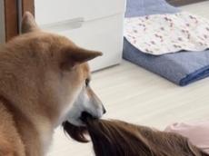 「何この状況（笑）」「なぜwww？」　犬に引きずり回されているようにしか見えない二度見必至の“日常”が335万表示