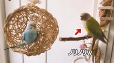 ネットではやったあの曲をインコに教えたら……!?　一生懸命覚えて歌う姿に「こんなに幸せな気分になる“ハッピー”初めて聞いた」