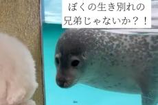 アザラシに“生き別れの兄弟”と思われたワンコの姿に「びっくりするくらいそっくりww」　両者困惑の光景が600万表示の話題