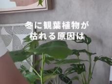 冬に観葉植物を枯らさないための“意外な”対策が130万再生突破　「知らなかった！」「勉強になります」