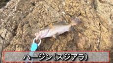 釣った魚で「マックのフィレオフィッシュ」を再現したら……　強烈にウマそうなビジュアルに「おなか空いてきました」「食べたいよー泣」