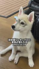 やんちゃだったハスキー子犬→飼い主のリングドッグを務め……　3歳を迎えた愛犬と家族の記録に「かけがえの無い相棒ですな」