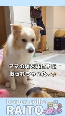 ママの隣を妹犬にとられたワンコ、必死でお願いするが……　煽りちらかされた結果がけなげすぎる「犬柄が出てて好き」「かわってよ～って聞こえる！」