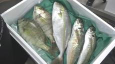 売れ残った鮮魚BOX（3000円）に入っていたのは……？　旬の魚を使った簡単料理に「えぐ！　お買い得やな！」「ほんと美味しそう～」