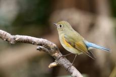 「センスの良さに買ってしまった」　長野で出会った“山鳥のカラビナ”が7万いいねの人気　「良い面構えだ」