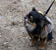 ←チワワ　チワワ→　同じ犬種のはずなのに驚きしかない　「犬界にパリコレがあったらモデルになれますね」「こ、これは！！すごい！」