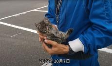 尻尾がちぎれた子猫をサーキット場で保護→1年後“ムキムキ最強生物”に　驚異の成長ビフォアフが大反響　さらに1年後……飼い主に話を聞いた